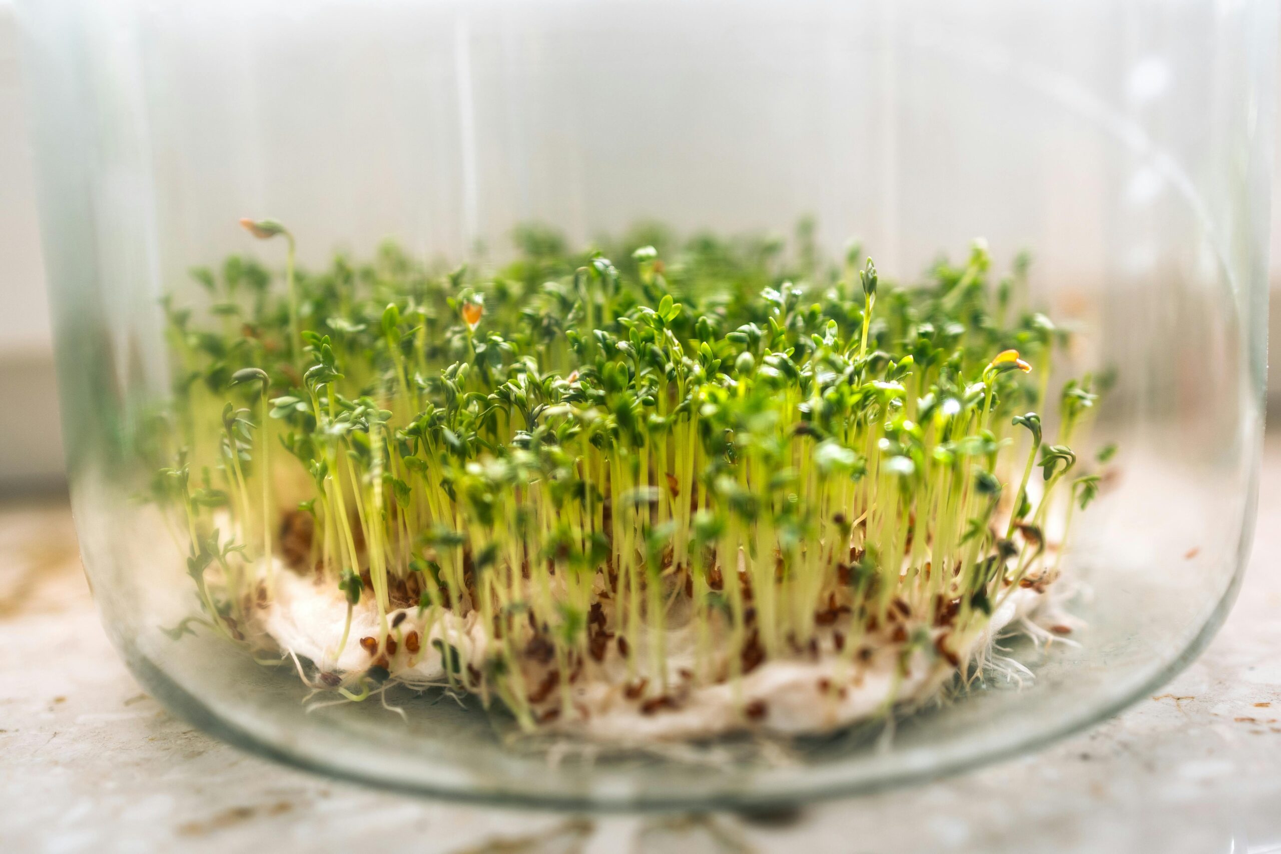 Close-up of fresh cress sprouts growing in a glass bowl, symbolizing growth and freshness.