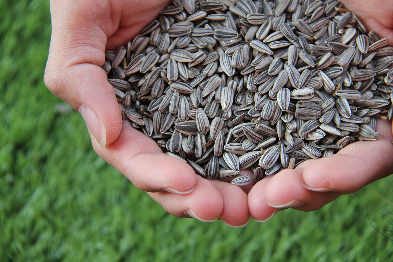 sunflower seeds, sunflower, sunflower seeds, sunflower seeds, sunflower seeds, sunflower seeds, sunflower seeds