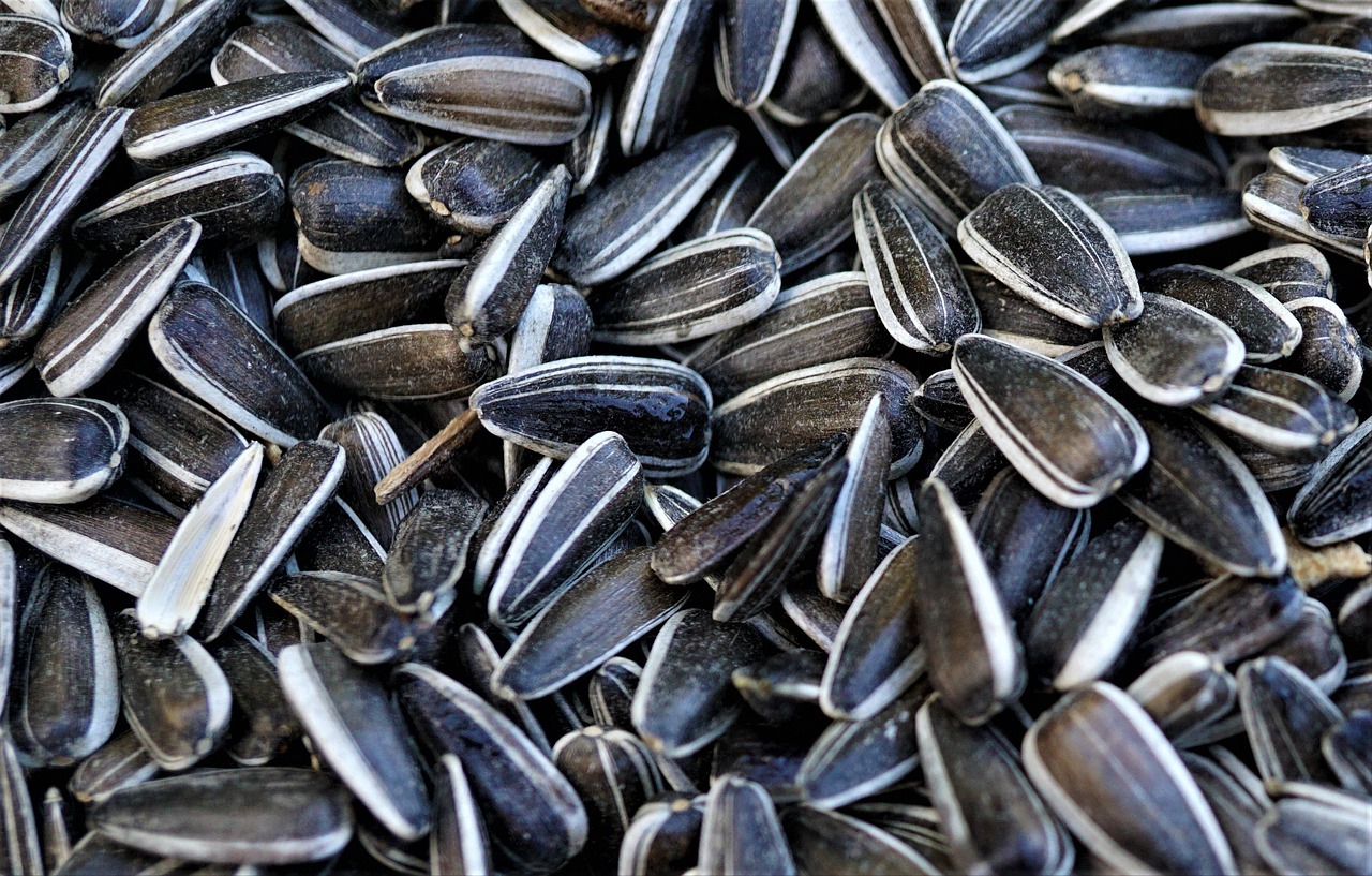 sunflower seeds, seeds, organic, bird seed, feed, feeding, winter, sunflower seeds, sunflower seeds, sunflower seeds, sunflower seeds, sunflower seeds, bird seed