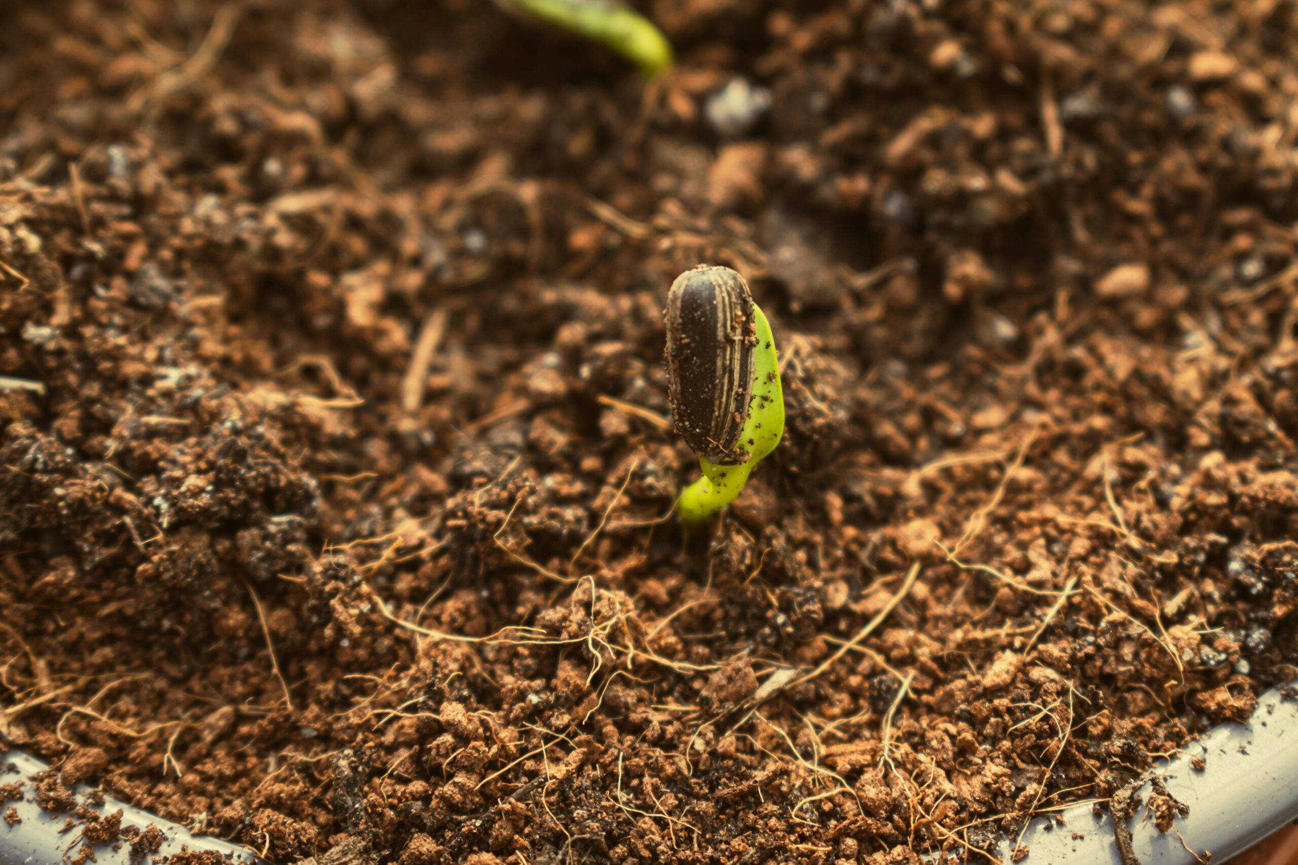 Macro shot of a fresh seedling sprouting from rich soil, showcasing new growth.