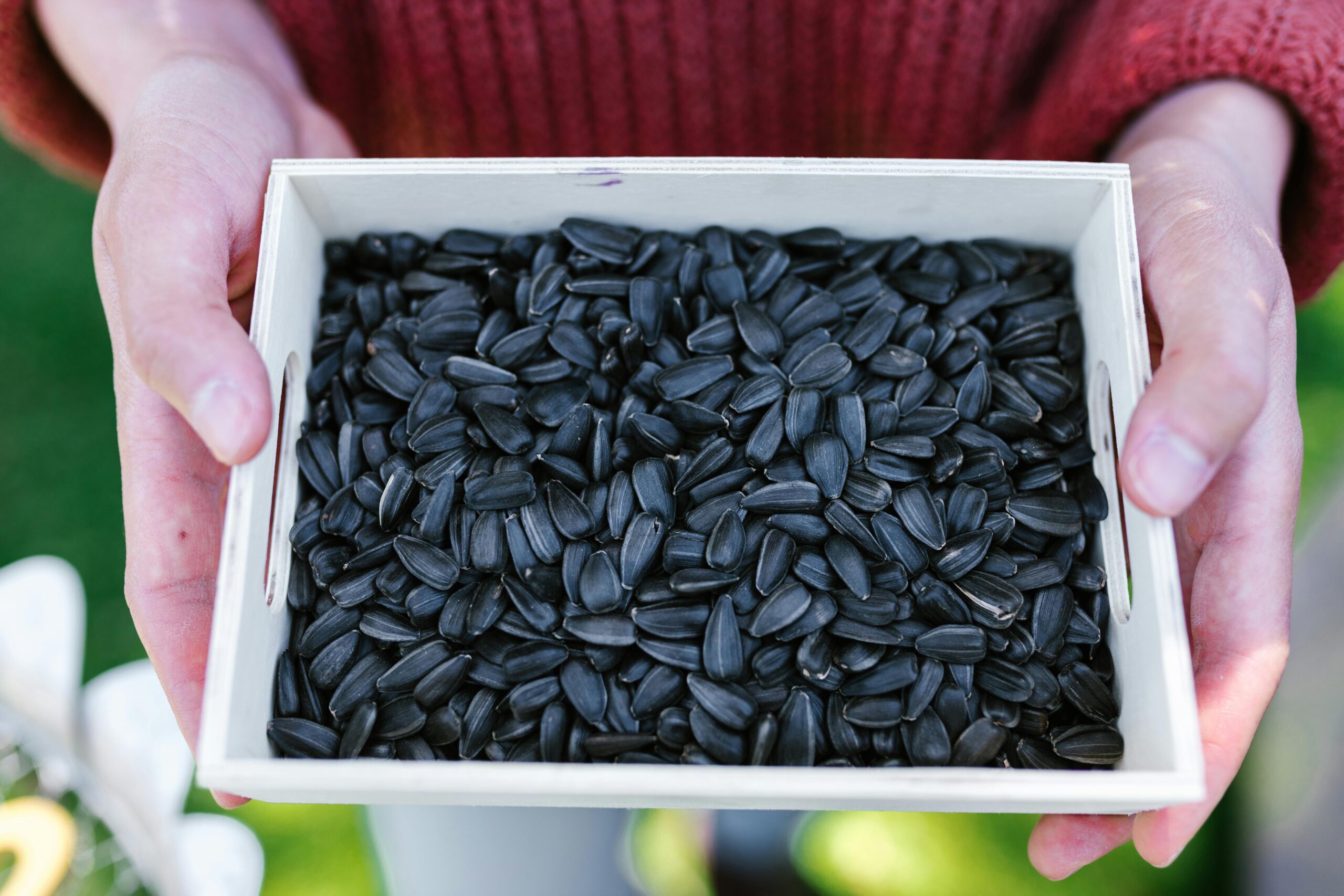 Close-up of hands holding a wooden tray filled with black sunflower seeds on a sunny day.